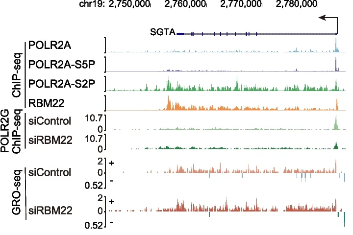 Open access visualization of Line Plot, RNAPII, POLR2A, POLR2A-S5P, POLR2A-S2P