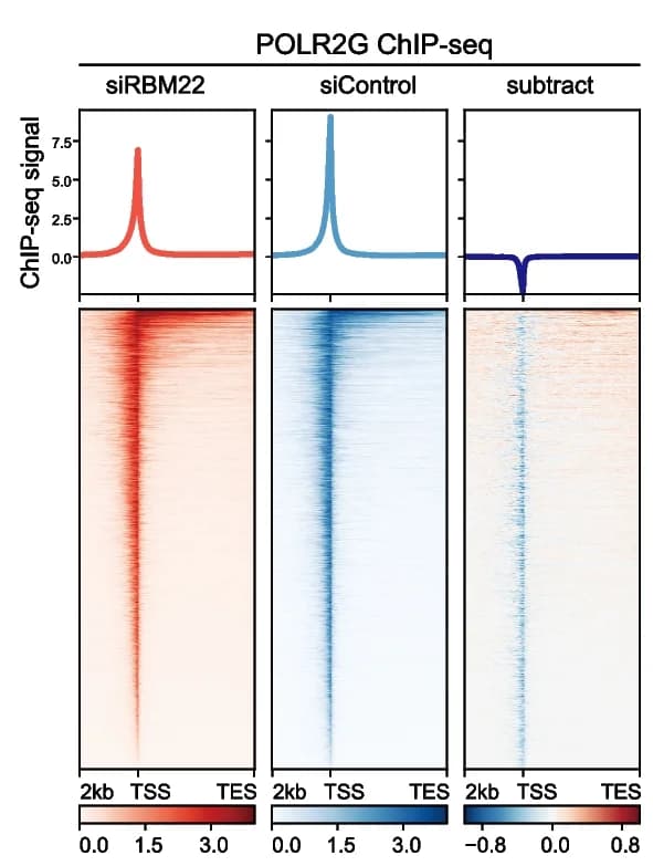 Open access visualization of Heatmap, Line Plot, Metagene Analysis, ChIP-seq, POLR2G