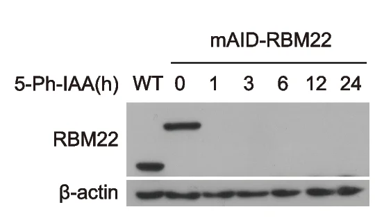 Open access visualization of Gel, Western Blot, Protein Abundance, RBM22, Wild-Type Cells