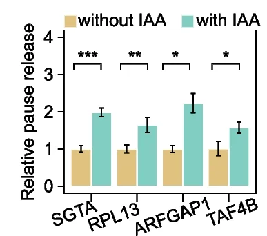Open access visualization of Bar Plot, Error Bars, Clustered, POLR2G, ChIP-qPCR