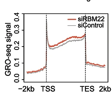 Open access visualization of Line Plot, Metagene Analysis, GRO-seq, Protein-Coding Genes, RBM22 Knockdown