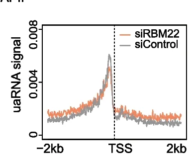 Open access visualization of Line Plot, Metagene Analysis, Antisense Transcription, GRO-seq, TSS