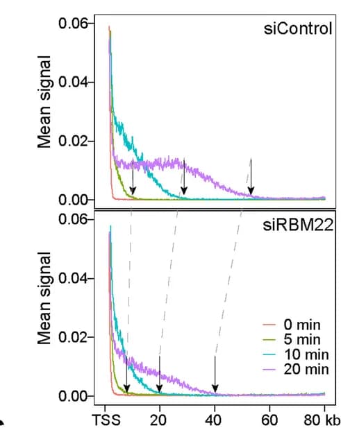 Open access visualization of Line Plot, DRB/POLR2A ChIP-seq, Metagene Profiles, Transcription Wave