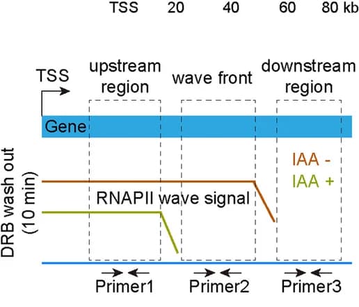 Open access visualization of Workflow, Illustration, ChIP-qPCR, RNAPII, 5-Ph-IAA Treatment
