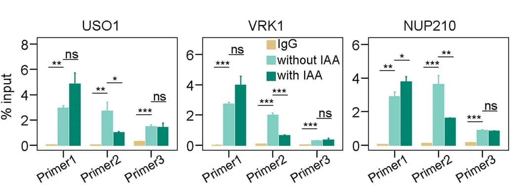 Open access visualization of Bar Plot, Error Bars, Clustered, POLR2A ChIP-qPCR, RNAPII Enrichment