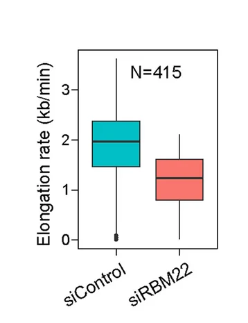 Open access visualization of Box Plot, Boxplot Analysis, RNAPII Elongation Rates
