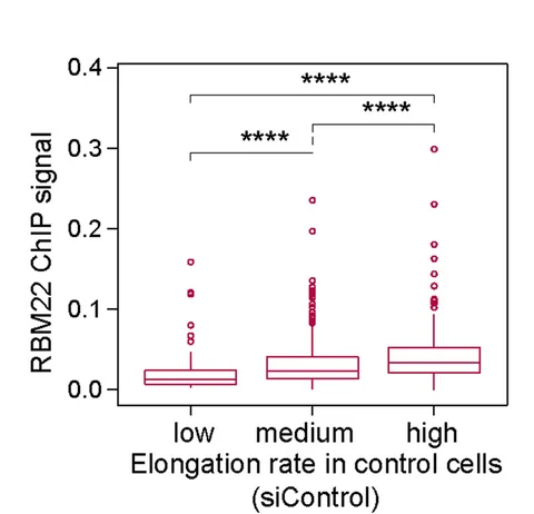Open access visualization of Box Plot, Boxplot Analysis, RBM22 ChIP-seq Signals, Elongation Rate Changes, RBM22 Knockdown