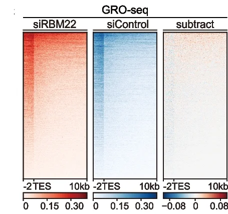 Open access visualization of Heatmap, Heatmaps, POLR2G ChIP-seq, GRO-seq, Protein-coding Genes