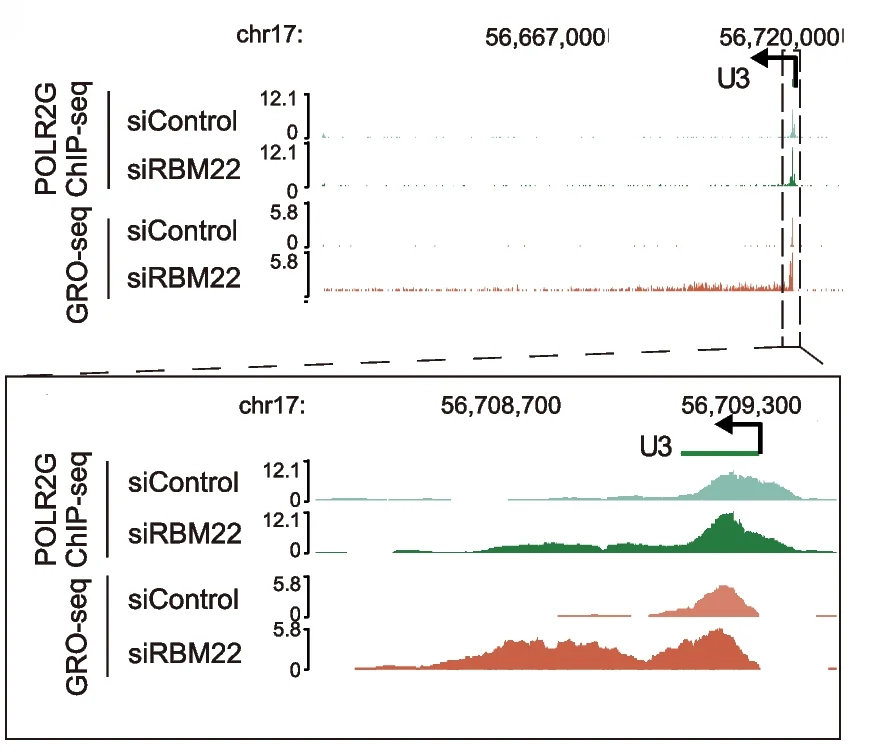 Open access visualization of Line Plot, Density Plot, POLR2G ChIP-seq, GRO-seq, snoRNA Genes