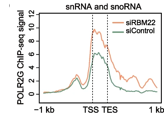 Open access visualization of Line Plot, Metagene Analysis, POLR2G ChIP-seq, snoRNA Genes, snRNA Genes