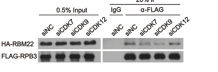 Open access visualization of Gel, CDK7 Knockdown, CDK9 Knockdown, CDK12 Knockdown, RBM22