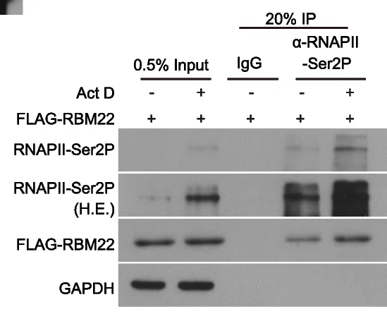 Open access visualization of Gel, Actinomycin D Treatment, RBM22, RNAPII, HepG2 Cells