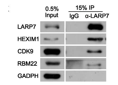 Open access visualization of Gel, Reciprocal Co-IP, Wild-type HepG2 Cells, RBM22, 7SK-P-TEFb Complex