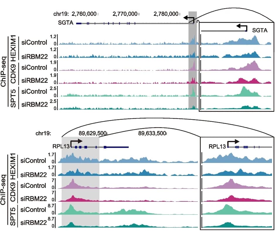 Open access visualization of Line Plot, Density Plot, HEXIM1, CDK9, SPT5