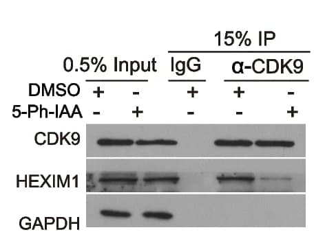 Open access visualization of Gel, Co-IP Assay, HEXIM1, CDK9, mAID-RBM22 Cells