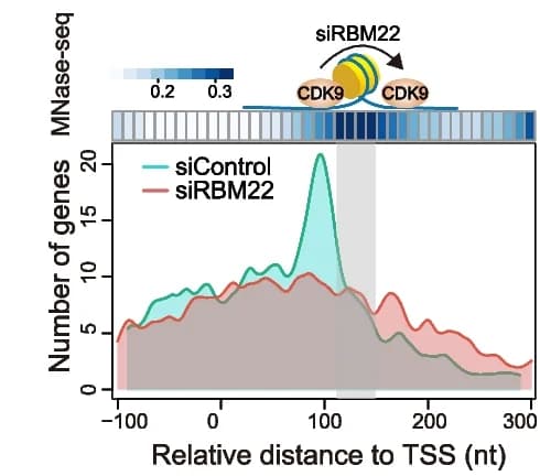 Open access visualization of Line Plot, Density Plot, Heatmap, CDK9, ChIP-seq
