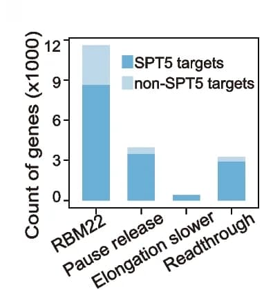 Open access visualization of Stacked Bar Plot, Barplot, SPT5 Target Genes, RBM22 ChIP-Seq Binding, Pause Release