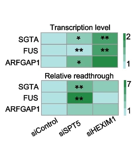 Open access visualization of Heatmap, TT-qPCR, Transcriptional Level, Transcriptional Readthrough, Protein-Coding Genes