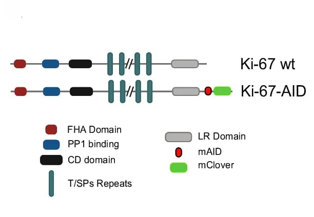 Open access visualization of Illustration, Ki-67 Protein Structure, Ki-67 Domains, HCT116 Cell Line, Endogenously Tagged Version