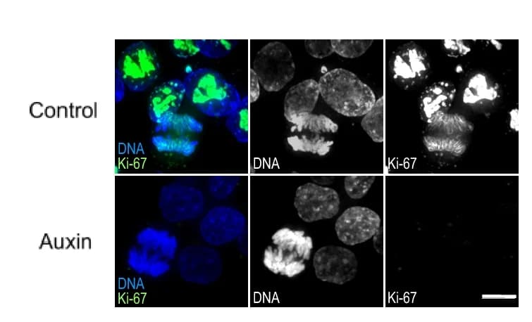 Open access visualization of Microscopy, HCT116 Cell Line, Ki-67-AID Cell Line, Auxin, Ki-67