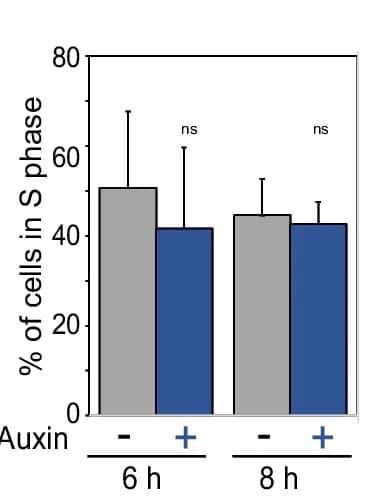 Open access visualization of Bar Plot, Clustered, Error Bars, EdU Positive Cells, Time Points