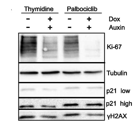 Open access visualization of Gel, Western Blot, Cell Line, Antibodies