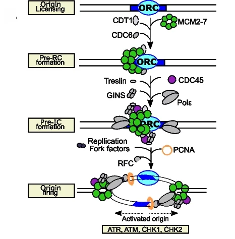 Open access visualization of Workflow, Illustration, Replisome Assembly, Activation