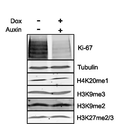 Open access visualization of Gel, Western Blot, Cell Line, Antibodies