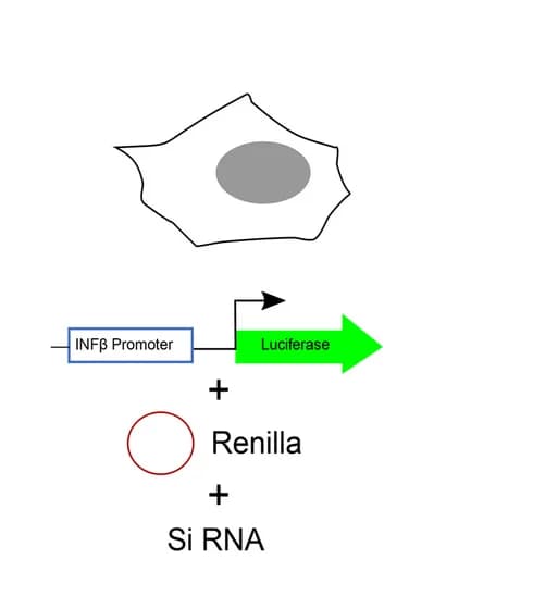 Open access visualization of Workflow, Illustration, Transfection, Experimental Scheme
