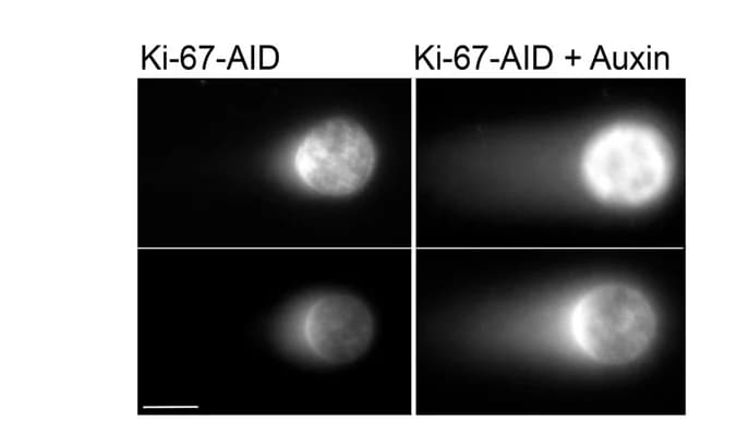 Open access visualization of Microscopy, Comet Assay, HCT116:Ki-67-AID Cell Line, Thymidine, Auxin