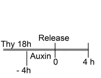 Open access visualization of Workflow, Illustration, Experimental Scheme