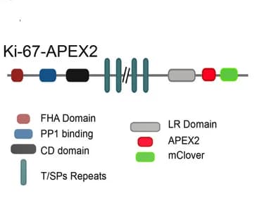 Open access visualization of Illustration, Ki-67, APEX2, Tagged Protein, Scheme