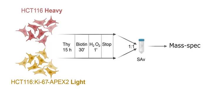 Open access visualization of Workflow, Illustration, SILAC Experiment, Scheme
