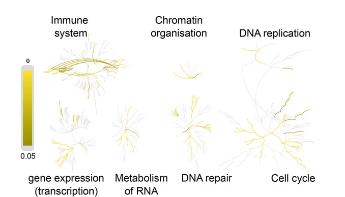 Open access visualization of Network, Pathway, Reactome Pathway Enrichment, Ki-67, Interacting Proteins