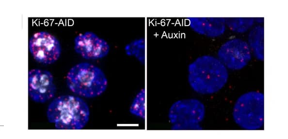Open access visualization of Microscopy, Proximity Ligation Assay, PLA, MCM3, GFP