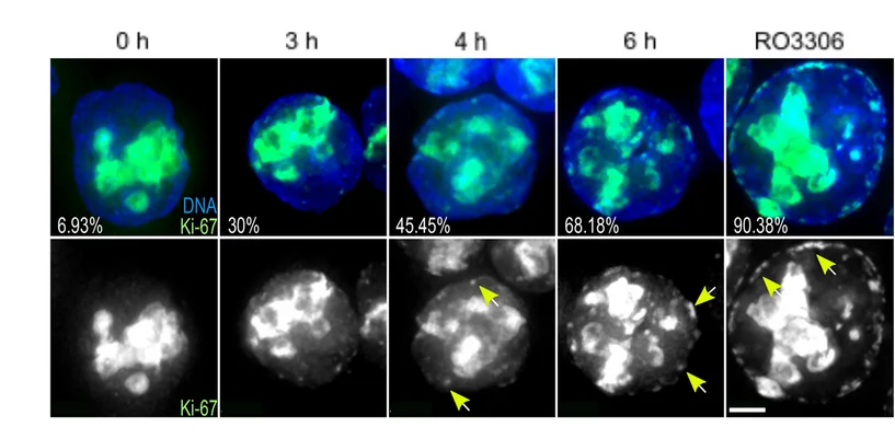 Open access visualization of Microscopy, HCT116 Cells, Ki-67, AID, Thymidine Block
