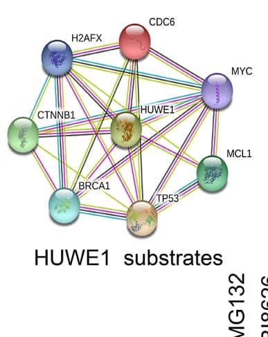 Open access visualization of Network, Pathway, STRING, HUWE1, Interactors