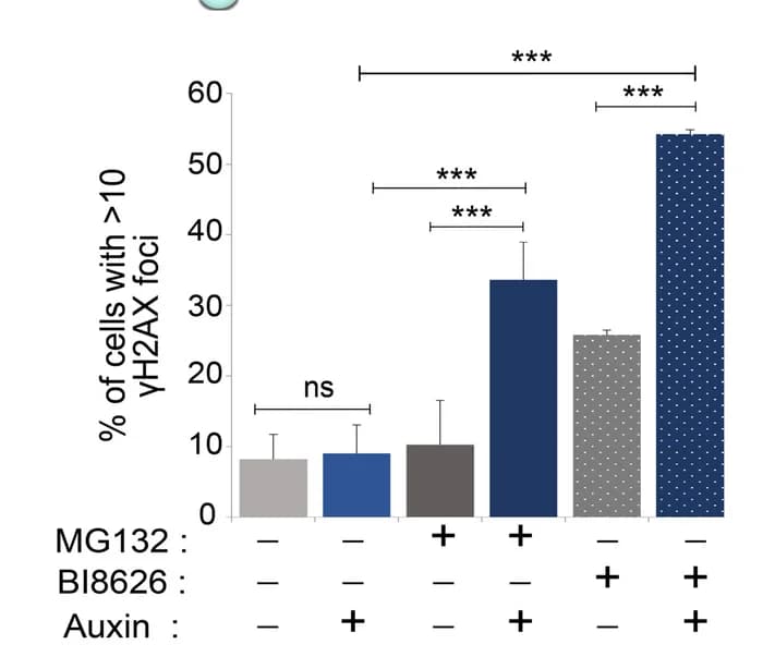 Open access visualization of Bar Plot, Error Bars, Quantification, MG132, BI8626