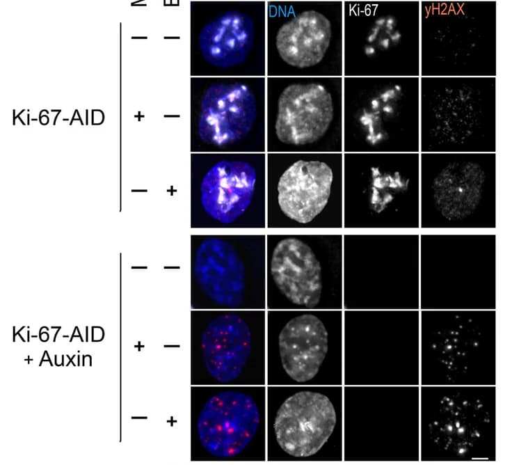 Open access visualization of Microscopy, Images, H2AX, DAPI, Cells