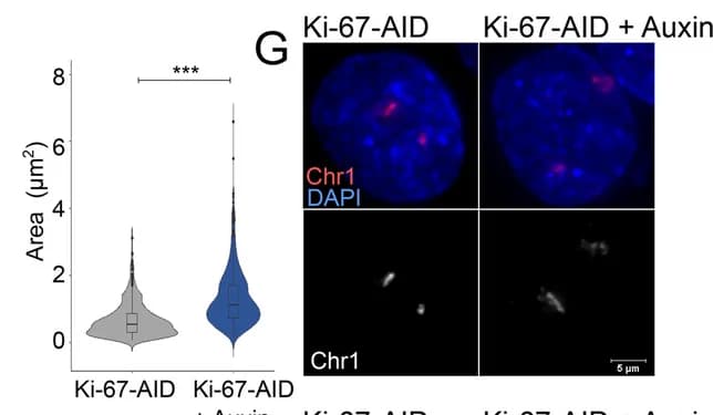 Open access visualization of Violin Plot, Box Plot, Microscopy, FISH Signals, HCT116 Cells