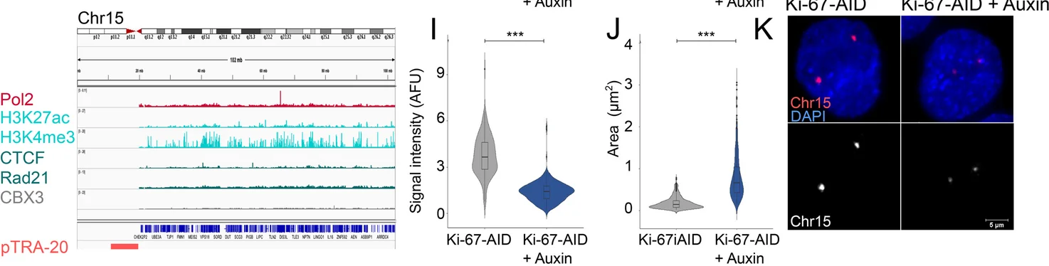 Open access visualization of Line Plot, Violin Plot, Microscopy, FISH analyses, Chromosome