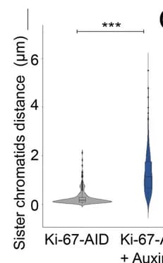 Open access visualization of Violin Plot, FISH Signals, HCT116 Cells, Sister Chromatids, Probes