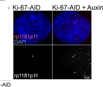 Open access visualization of Microscopy, FISH Signals, DNA, HCT116 Cells, Probes