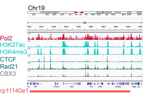 Open access visualization of Line Plot, FISH analyses, Chromosome, ChIP seq profiles, HCT116 Cells