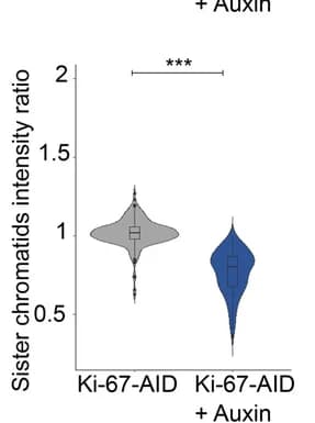 Open access visualization of Violin Plot, Box Plot, FISH Signals, HCT116 Cells, Sister Chromatids