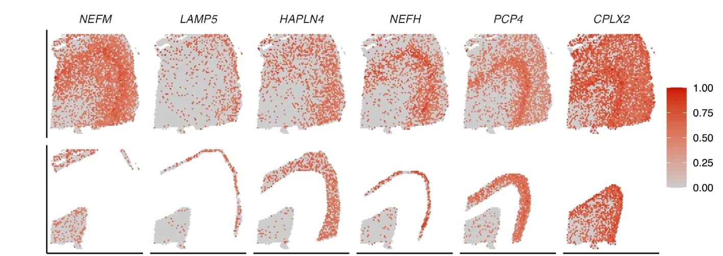 Open access visualization of Scatter Plot, Heatmap, Relative Expression Levels, Example Genes, L1-L6 Layers