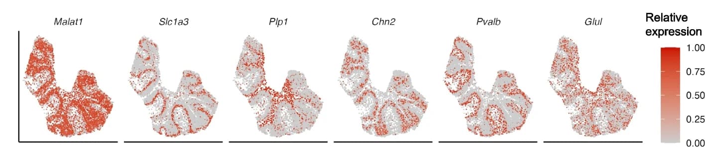 Open access visualization of Scatter Plot, UMAP, Relative Expression Levels, Gene Expression, Granule Cells