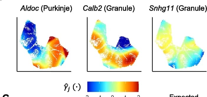 Open access visualization of Scatter Plot, UMAP, Heatmap, Spatial Effects, Cell Type Proportions
