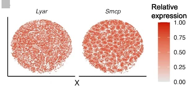 Open access visualization of Scatter Plot, Expression Levels, Lyar, Smcp, Read Counts