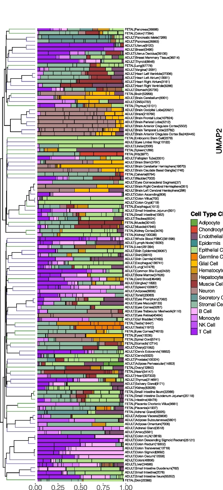 Open access visualization of Stacked Bar Plot, Clustered, scRNA-seq, Cell Types, Tissues
